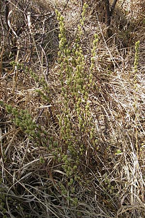 Salix repens \ Kriech-Weide / Creeping Willow, D Augsburg 18.4.2009