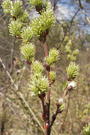 Salix repens \ Kriech-Weide / Creeping Willow, D Augsburg 18.4.2009