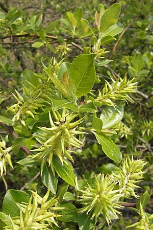 Salix myrsinifolia \ Schwarzwerdende Weide / Dark-Leaved Willow, D Germersheim-Lingenfeld 1.5.2009
