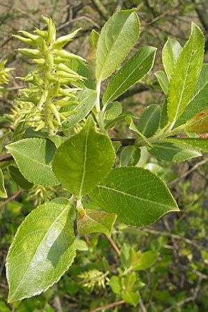 Salix myrsinifolia \ Schwarzwerdende Weide / Dark-Leaved Willow, D Germersheim-Lingenfeld 1.5.2009