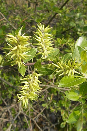 Salix myrsinifolia \ Schwarzwerdende Weide / Dark-Leaved Willow, D Germersheim-Lingenfeld 1.5.2009
