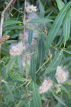 Salix purpurea \ Purpur-Weide / Purple Willow, D Mannheim 7.5.2009