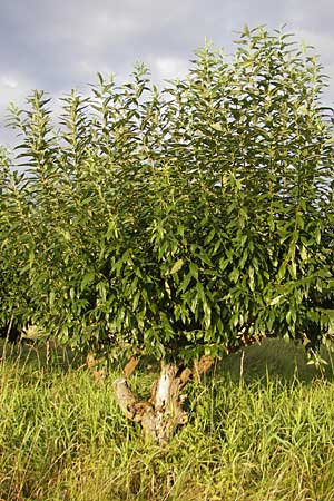 Salix caprea x viminalis \ Weiden-Hybride / Hybrid Willow, D Hassloch 9.7.2009