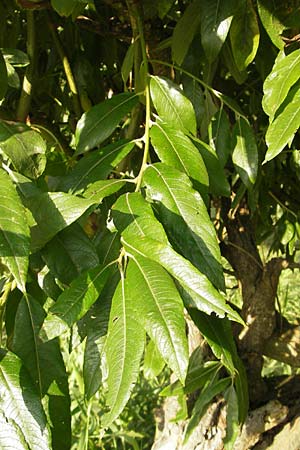 Salix caprea x viminalis \ Weiden-Hybride / Hybrid Willow, D Hassloch 9.7.2009
