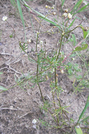 Spergula arvensis \ Acker-Sprgel / Corn Spurrey, D Darmstadt 17.7.2009