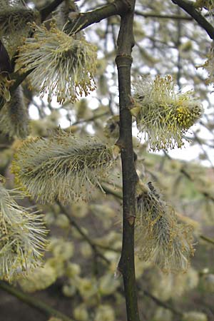 Salix caprea \ Sal-Weide / Goat Willow, D Tiefenthal 5.4.2010