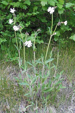 Silene latifolia subsp. alba \ Weie Lichtnelke / White Campion, D Rheinhessen, Wendelsheim 27.4.2010