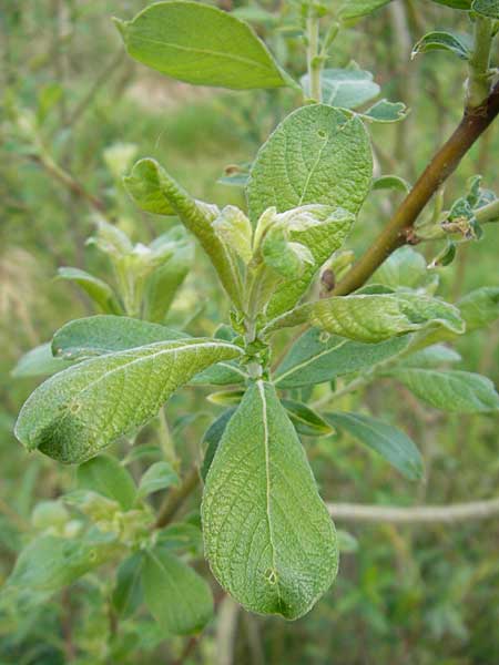 Salix aurita x caprea \ Weiden-Hybride / Hybrid Willow, D G&uuml;nzburg 8.5.2010