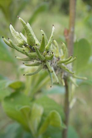 Salix aurita x caprea \ Weiden-Hybride / Hybrid Willow, D G&uuml;nzburg 8.5.2010