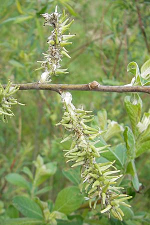 Salix aurita x caprea \ Weiden-Hybride / Hybrid Willow, D G&uuml;nzburg 8.5.2010