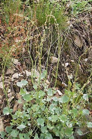 Rumex scutatus \ Schild-Ampfer / French Sorrel, D Rheinhessen, Neu-Bamberg 15.5.2010