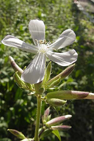 Saponaria officinalis \ Gemeines Seifenkraut / Soapwort, D Karlsruhe 23.6.2010