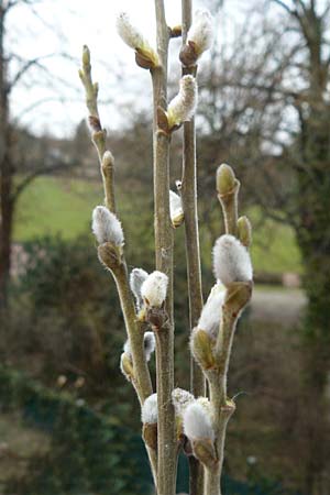 Salix spec1 ? \ Weide / Willow, D Germersheim 14.3.2009