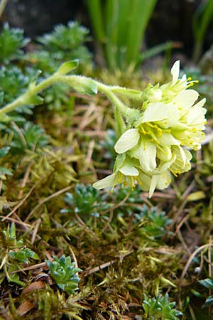 Saxifraga zeleborii \ Steinbrech / Saxifrage, D Botan. Gar.  Universit.  Heidelberg 1.4.2009