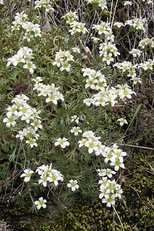 Saxifraga rosacea subsp. sponhemica \ Rheinischer Rasen-Steinbrech / Irish Saxifrage, D Idar-Oberstein 14.5.2011