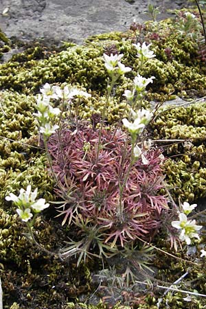 Saxifraga rosacea subsp. sponhemica \ Rheinischer Rasen-Steinbrech / Irish Saxifrage, D Idar-Oberstein 14.5.2011