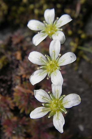 Saxifraga rosacea subsp. sponhemica \ Rheinischer Rasen-Steinbrech / Irish Saxifrage, D Idar-Oberstein 14.5.2011