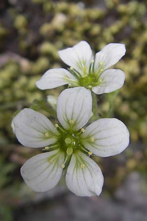 Saxifraga rosacea subsp. sponhemica \ Rheinischer Rasen-Steinbrech / Irish Saxifrage, D Idar-Oberstein 14.5.2011