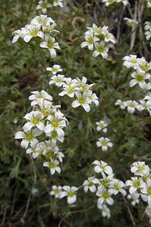Saxifraga rosacea subsp. sponhemica \ Rheinischer Rasen-Steinbrech / Irish Saxifrage, D Idar-Oberstein 14.5.2011