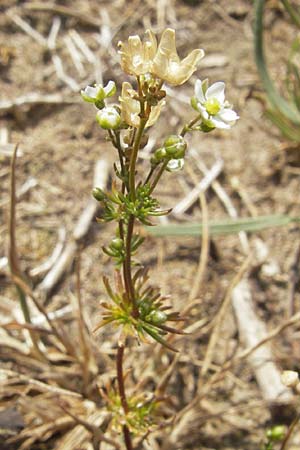 Spergula morisonii \ Frhlings-Sprgel / Pearlwort Spurrey, D Viernheim 4.6.2011