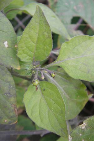 Solanum nigrum \ Schwarzer Nachtschatten / Black Nightshade, D Mannheim 21.10.2011
