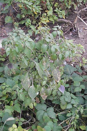 Solanum nigrum \ Schwarzer Nachtschatten / Black Nightshade, D Mannheim 21.10.2011