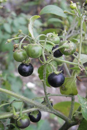 Solanum nigrum \ Schwarzer Nachtschatten / Black Nightshade, D Mannheim 21.10.2011