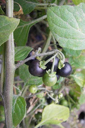 Solanum nigrum \ Schwarzer Nachtschatten / Black Nightshade, D Mannheim 21.10.2011