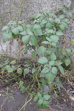Solanum nigrum \ Schwarzer Nachtschatten / Black Nightshade, D Mannheim 21.10.2011