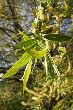 Salix alba \ Silber-Weide / White Willow, D Mannheim 17.4.2012