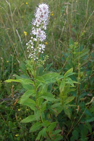 Spiraea alba \ Weier Spierstrauch / Pale Bridewort, D Schwarzwald/Black-Forest, Enzklösterle 28.7.2012