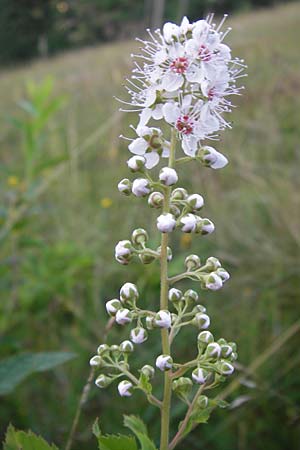 Spiraea alba \ Weier Spierstrauch / Pale Bridewort, D Schwarzwald/Black-Forest, Enzklösterle 28.7.2012