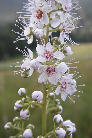Spiraea alba \ Weier Spierstrauch / Pale Bridewort, D Schwarzwald/Black-Forest, Enzklösterle 28.7.2012