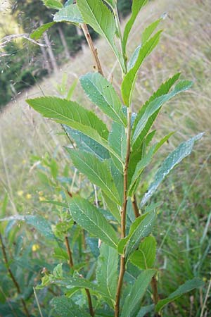 Spiraea alba \ Weier Spierstrauch / Pale Bridewort, D Schwarzwald/Black-Forest, Enzklösterle 28.7.2012