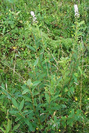 Spiraea alba \ Weier Spierstrauch / Pale Bridewort, D Schwarzwald/Black-Forest, Enzklösterle 28.7.2012