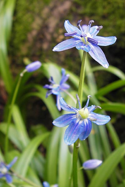 Scilla amoena \ Schner Blaustern / Star Squill, D Weinheim an der Bergstraße, Botan. Gar.  Hermannshof 1.5.2013