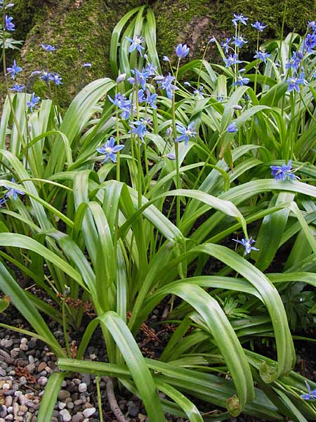 Scilla amoena \ Schner Blaustern / Star Squill, D Weinheim an der Bergstraße, Botan. Gar.  Hermannshof 1.5.2013