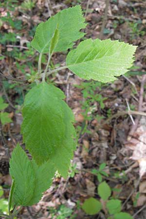 Sorbus acutisecta \ Spitzlappige Mehlbeere / Acute-Lobate Whitebeam, D Thüringen, Treffurt 8.5.2013