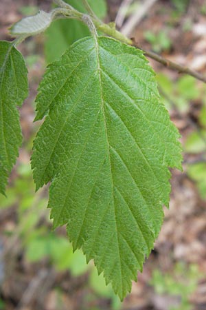 Sorbus acutisecta \ Spitzlappige Mehlbeere / Acute-Lobate Whitebeam, D Thüringen, Treffurt 8.5.2013