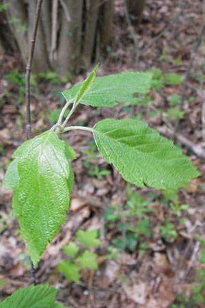 Sorbus acutisecta \ Spitzlappige Mehlbeere / Acute-Lobate Whitebeam, D Thüringen, Treffurt 8.5.2013