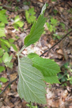 Sorbus acutisecta \ Spitzlappige Mehlbeere / Acute-Lobate Whitebeam, D Thüringen, Treffurt 8.5.2013