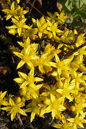 Sedum acre \ Scharfer Mauerpfeffer / Biting Stonecrop, D Rhön, Milseburg 6.7.2013