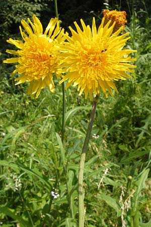 Sonchus arvensis \ Acker-Gnsedistel / Perennial Sow-Thistle, Common Field Sow-Thistle, D Philippsthal-Heimboldshausen 27.7.2013
