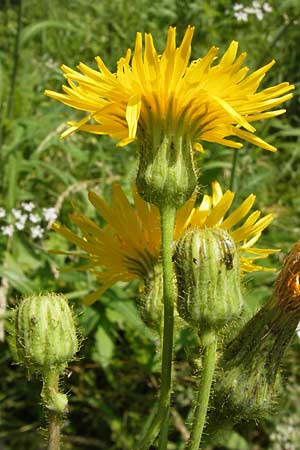 Sonchus arvensis \ Acker-Gnsedistel / Perennial Sow-Thistle, Common Field Sow-Thistle, D Philippsthal-Heimboldshausen 27.7.2013
