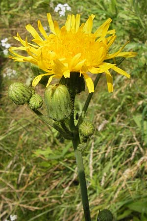 Sonchus arvensis \ Acker-Gnsedistel / Perennial Sow-Thistle, Common Field Sow-Thistle, D Philippsthal-Heimboldshausen 27.7.2013