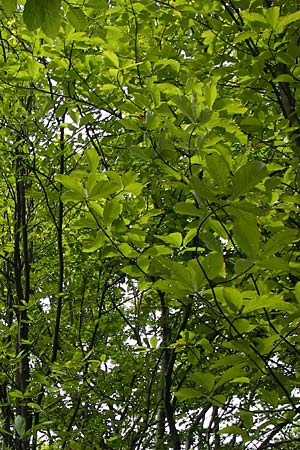 Sorbus acutisecta \ Spitzlappige Mehlbeere / Acute-Lobate Whitebeam, D Wanfried 4.8.2013