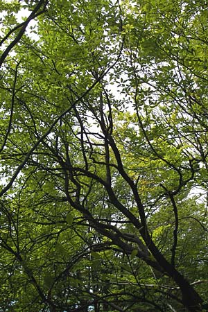 Sorbus acutisecta \ Spitzlappige Mehlbeere / Acute-Lobate Whitebeam, D Wanfried 4.8.2013