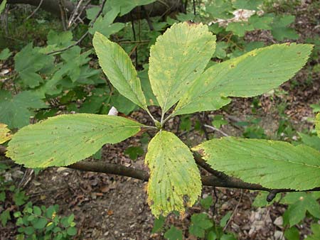 Sorbus acutisecta \ Spitzlappige Mehlbeere / Acute-Lobate Whitebeam, D Wanfried 4.8.2013