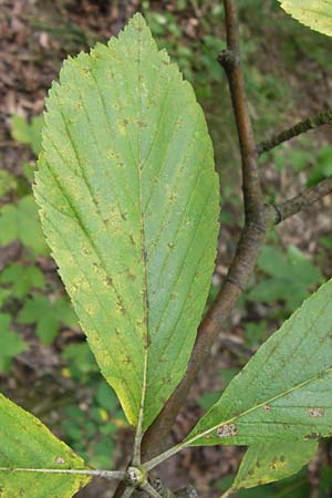 Sorbus acutisecta \ Spitzlappige Mehlbeere / Acute-Lobate Whitebeam, D Wanfried 4.8.2013