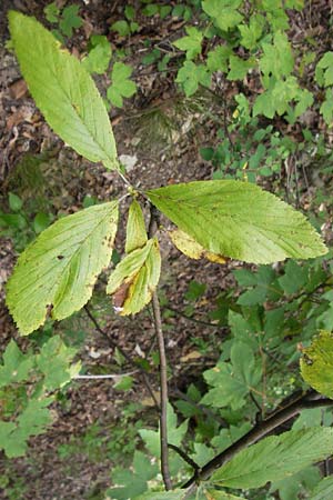 Sorbus acutisecta \ Spitzlappige Mehlbeere / Acute-Lobate Whitebeam, D Wanfried 4.8.2013